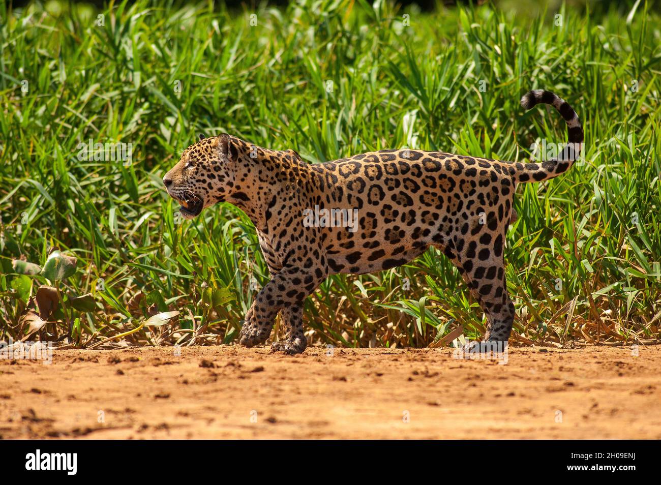 Jaguar ist die größte südamerikanische Katze, hier am Ufer des Flusses Tres Irmãos, Pantanal, Mato Grosso, Brasilien Stockfoto
