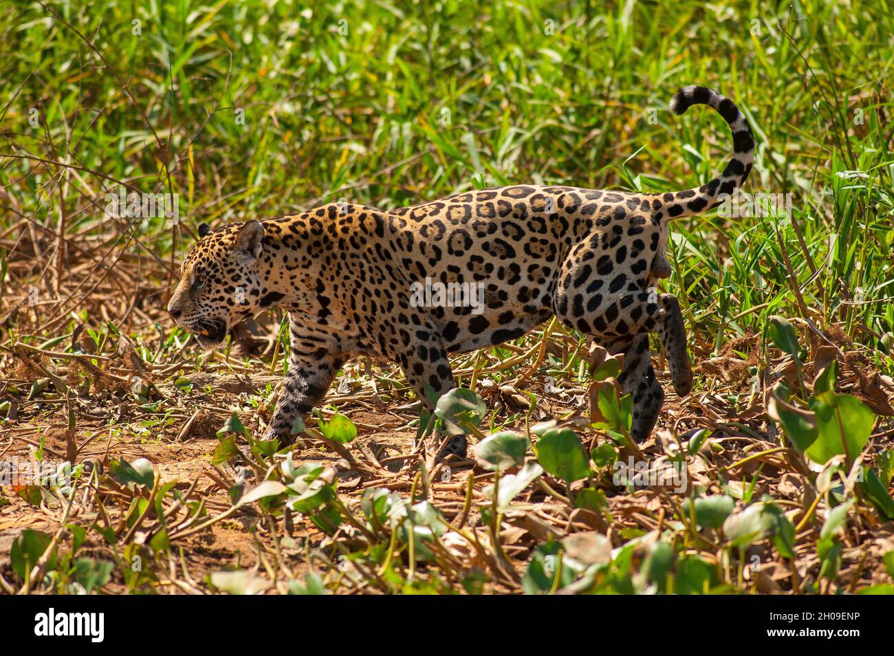 Jaguar ist die größte südamerikanische Katze, hier am Ufer des Flusses Tres Irmãos, Pantanal, Mato Grosso, Brasilien Stockfoto