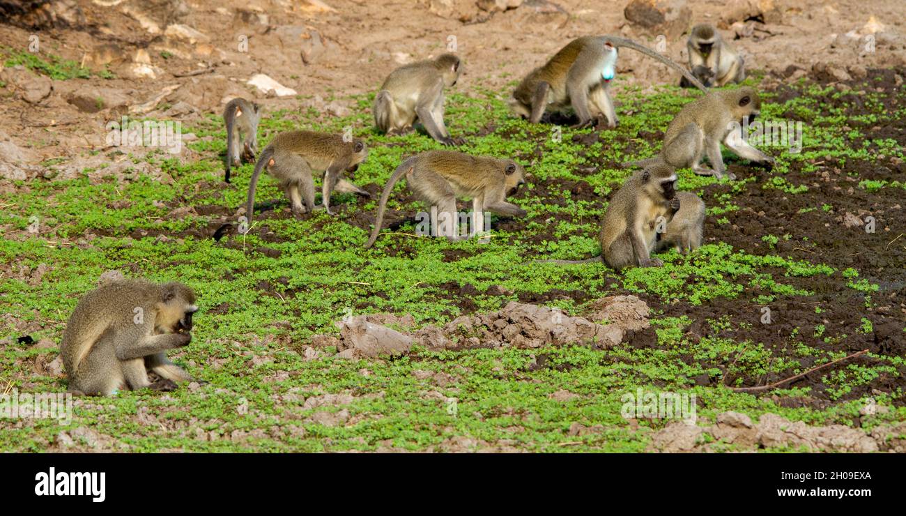 Vervet-Affen spielen und suchen an einem Wasserloch im afrikanischen Busch nach Nahrung Stockfoto