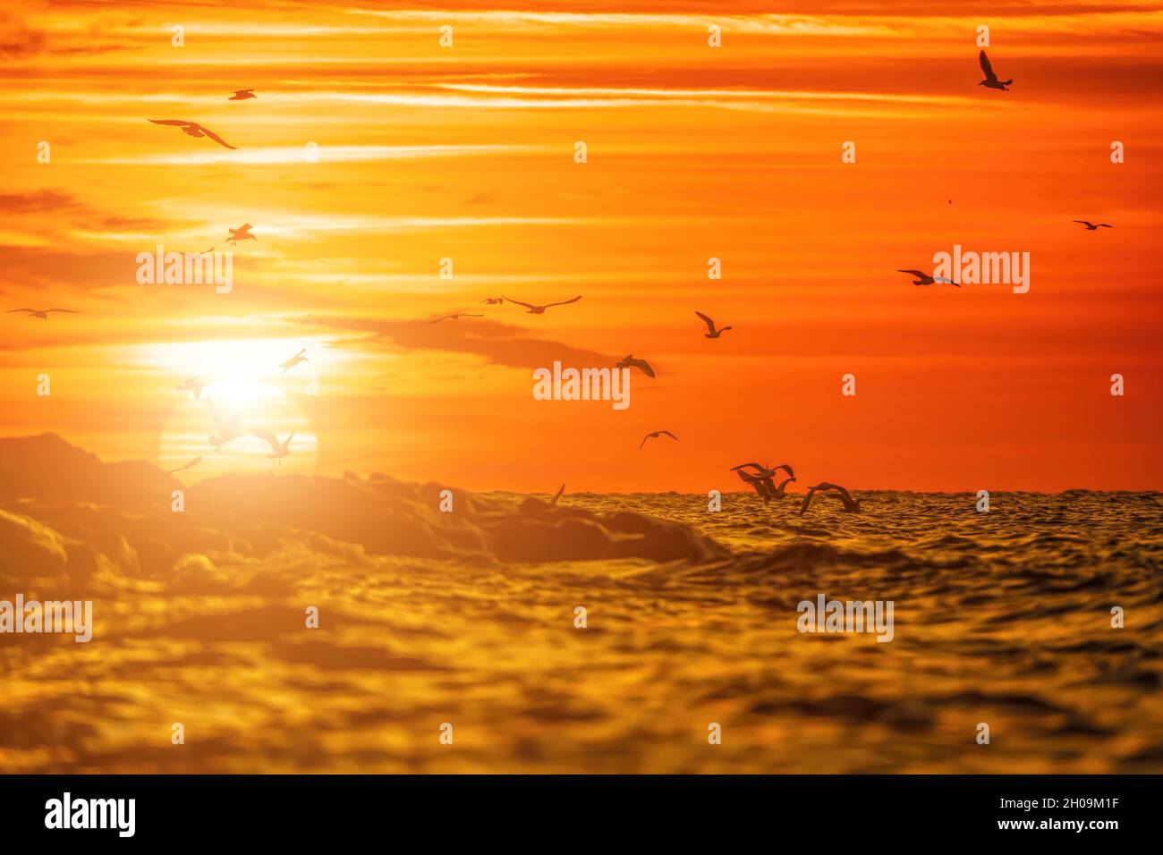 Eine Schar Möwen fliegt und fischt im Meer. Warmer Sonnenuntergang Himmel über dem Meer, Sonneneinstrahlung. Silhouetten von Möwen, die in Zeitlupe vom fliegen Stockfoto