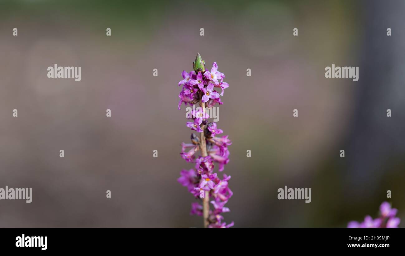 Nahaufnahme einer violetten Daphne-Blume (lateinischer Name: Daphne mezereum). Stockfoto