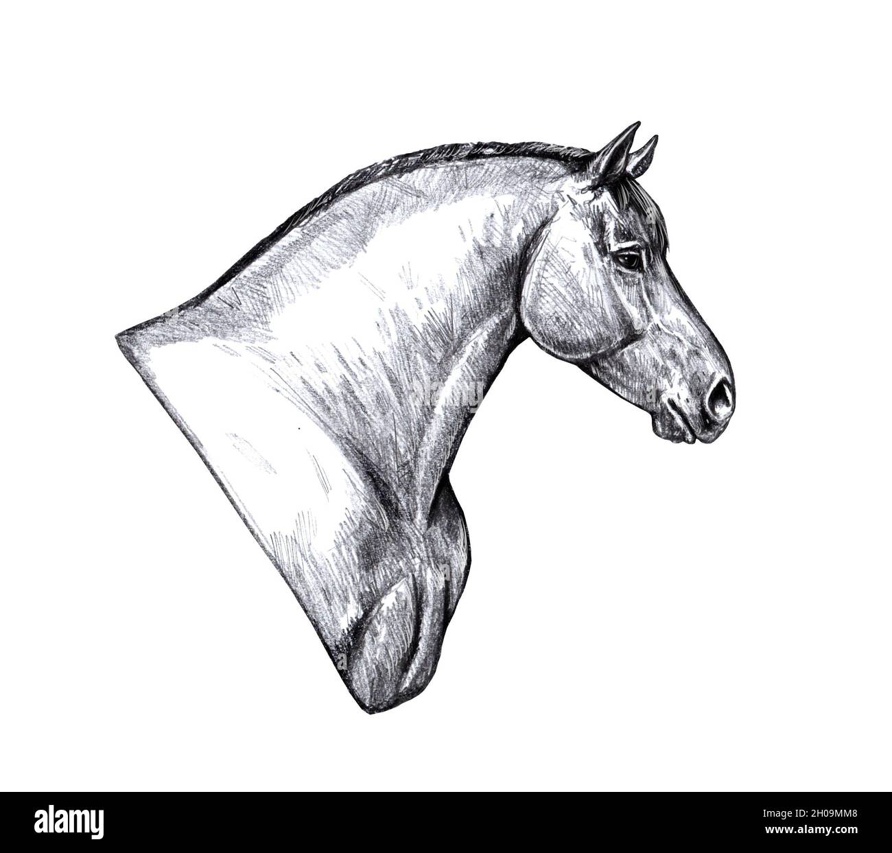 Zeichnung eines Zugpferdes. Bleistiftportrait eines Pferdes. Pferdezeichnung. Stockfoto