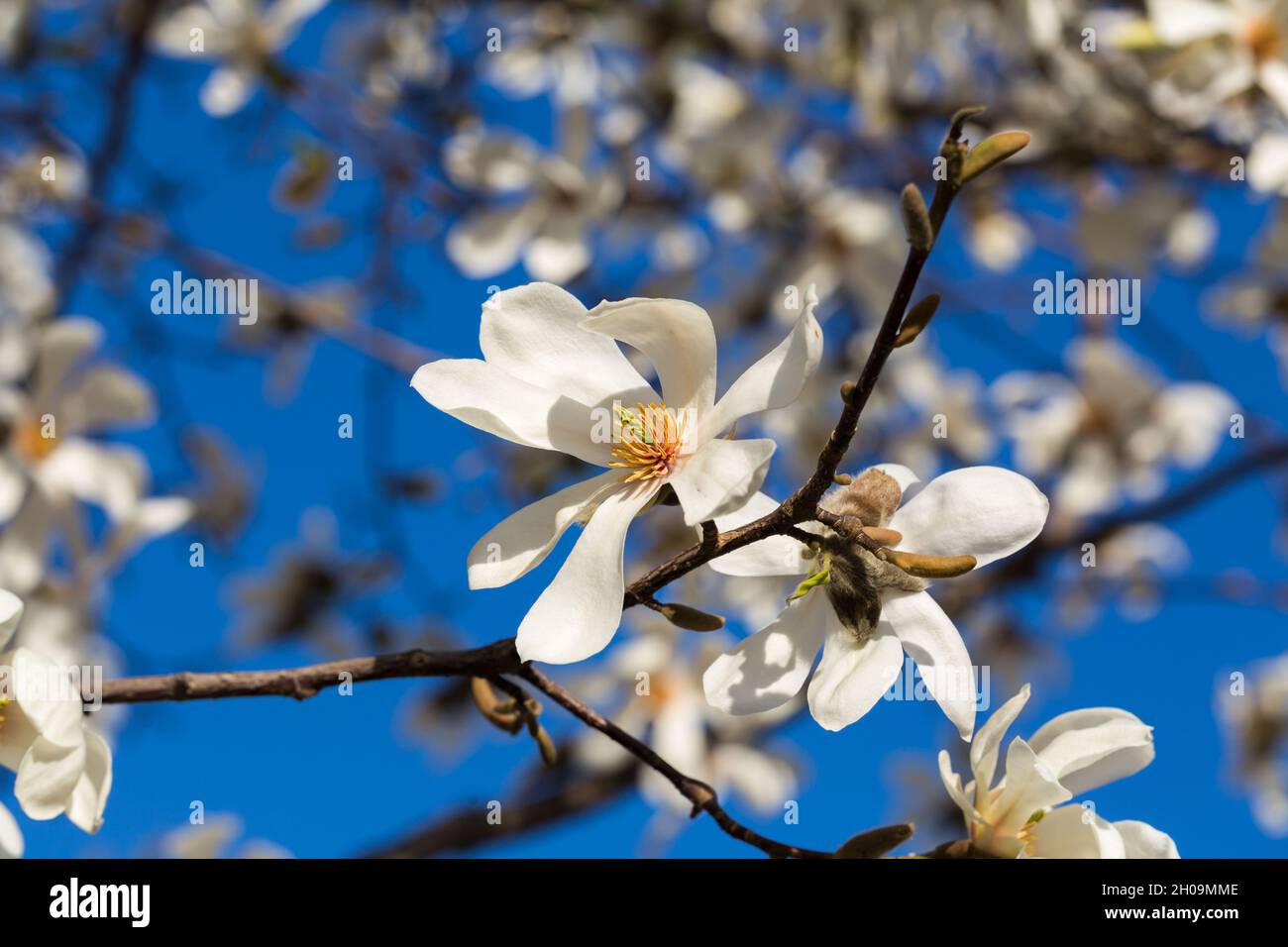 Magnolia kobus blüht. Große, weiße Blütenblätter. Blauer Himmel Hintergrund. Stockfoto