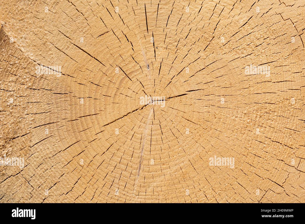 Nahaufnahme der Jahresringe eines Baumes. Mit kleinen Rissen. Symbol für Zeit, Leben, Altern und Weisheit. Stockfoto