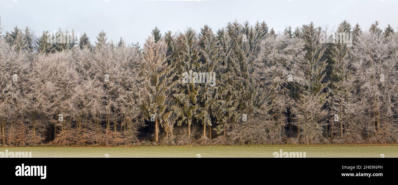 Panorama des Waldes während der Wintersaison. Bäume mit Eis und Schnee bedeckt. Am Waldrand. Stockfoto