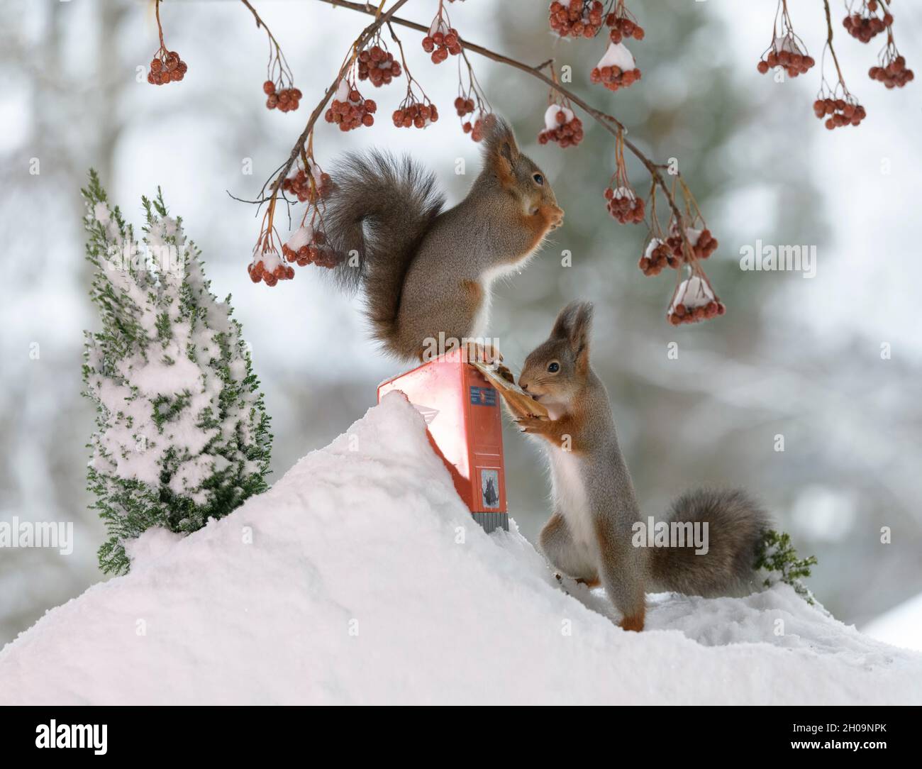 Rote Eichhörnchen stehen im Schnee mit einem Briefkasten Stockfotografie -  Alamy
