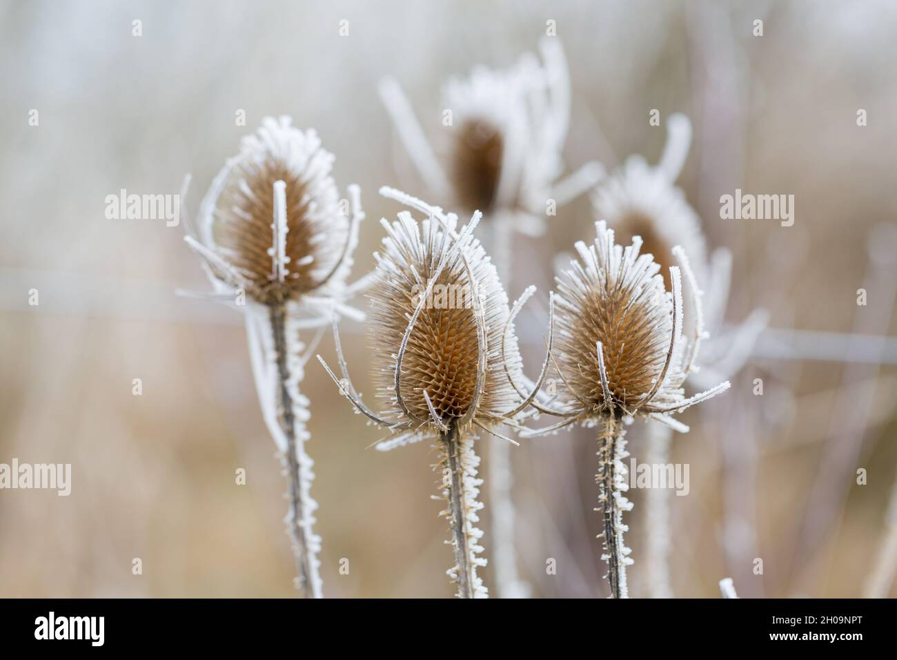 Nahaufnahme mit drei Disteln. Mit Eis bedeckt während. Halten Sie an einem kalten Wintertag fest. Stockfoto