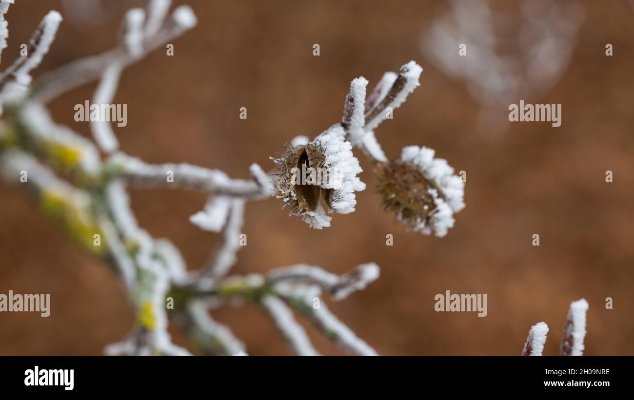 Nahaufnahme einer Buchennuss an einem kalten Wintertag. Mit Eis bedeckt, am Ast einer Buche. Stockfoto