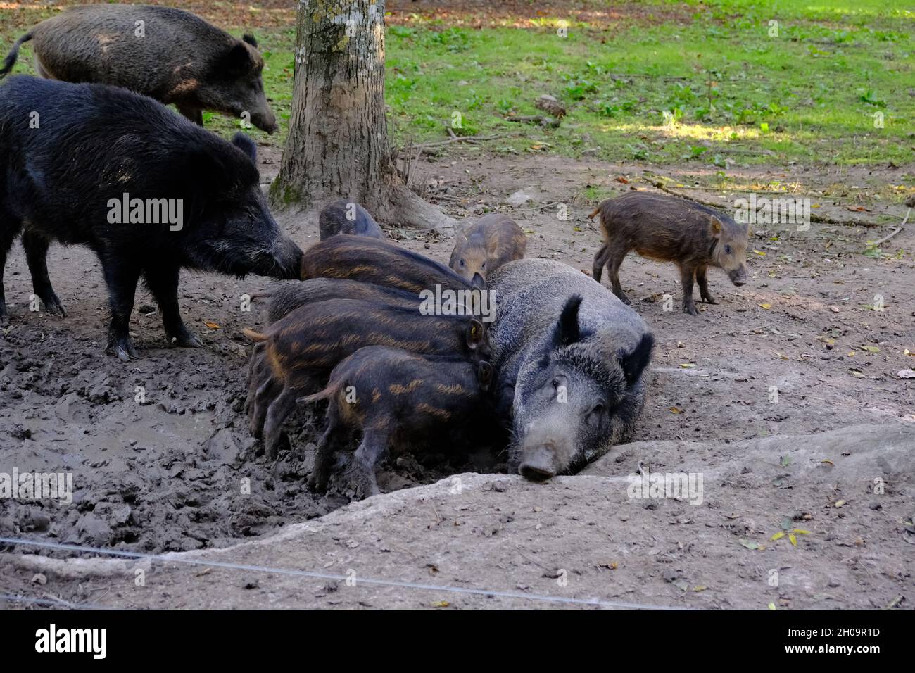 Mutter Eber mit ihren kleinen Wildschweinen Stockfoto