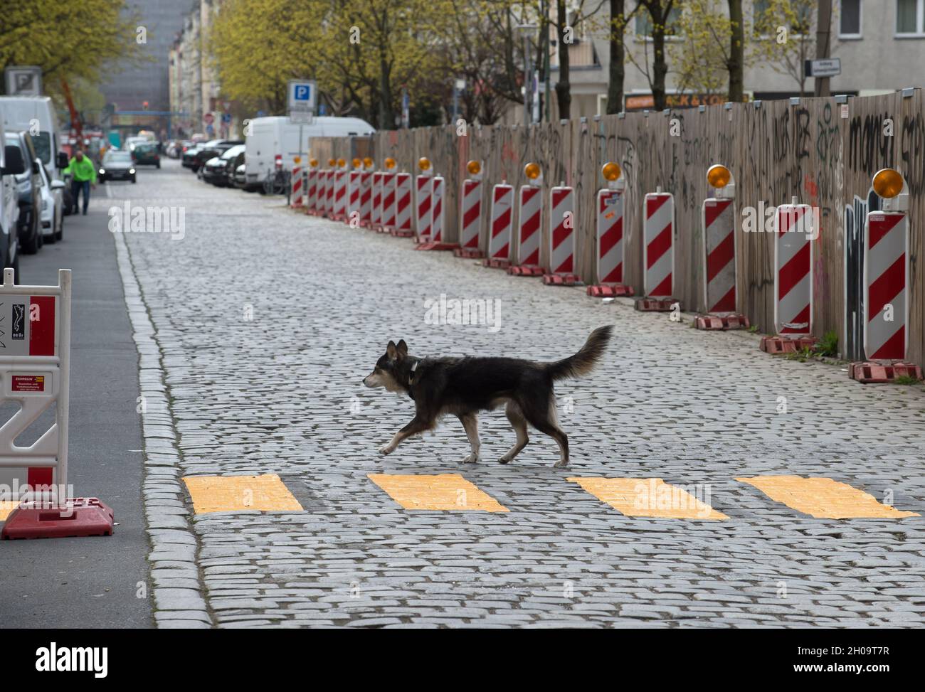 '17.04.2021, Deutschland, , Berlin - Hund überquert eine Straße. 0CE210417D004CAROEX.JPG [MODEL RELEASE: NO, PROPERTY RELEASE: NO (c) caro images / Eckelt, htt Stockfoto