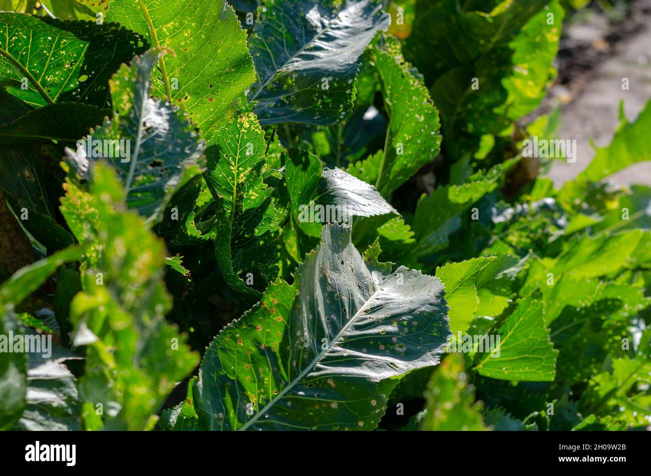 Meerrettichblätter, die durch Blatt fressende Parasiten beschädigt werden.  Grüne Blätter mit Löchern. Schäden durch welligen Floh oder Phyllotreta  undulata Kutsch und Meerrettich lea Stockfotografie - Alamy