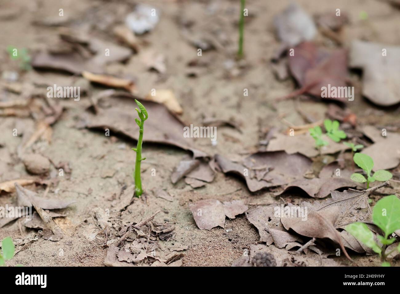 Nahaufnahme einer kleinen Jackfrucht-Pflanze, die im Garten wächst Stockfoto