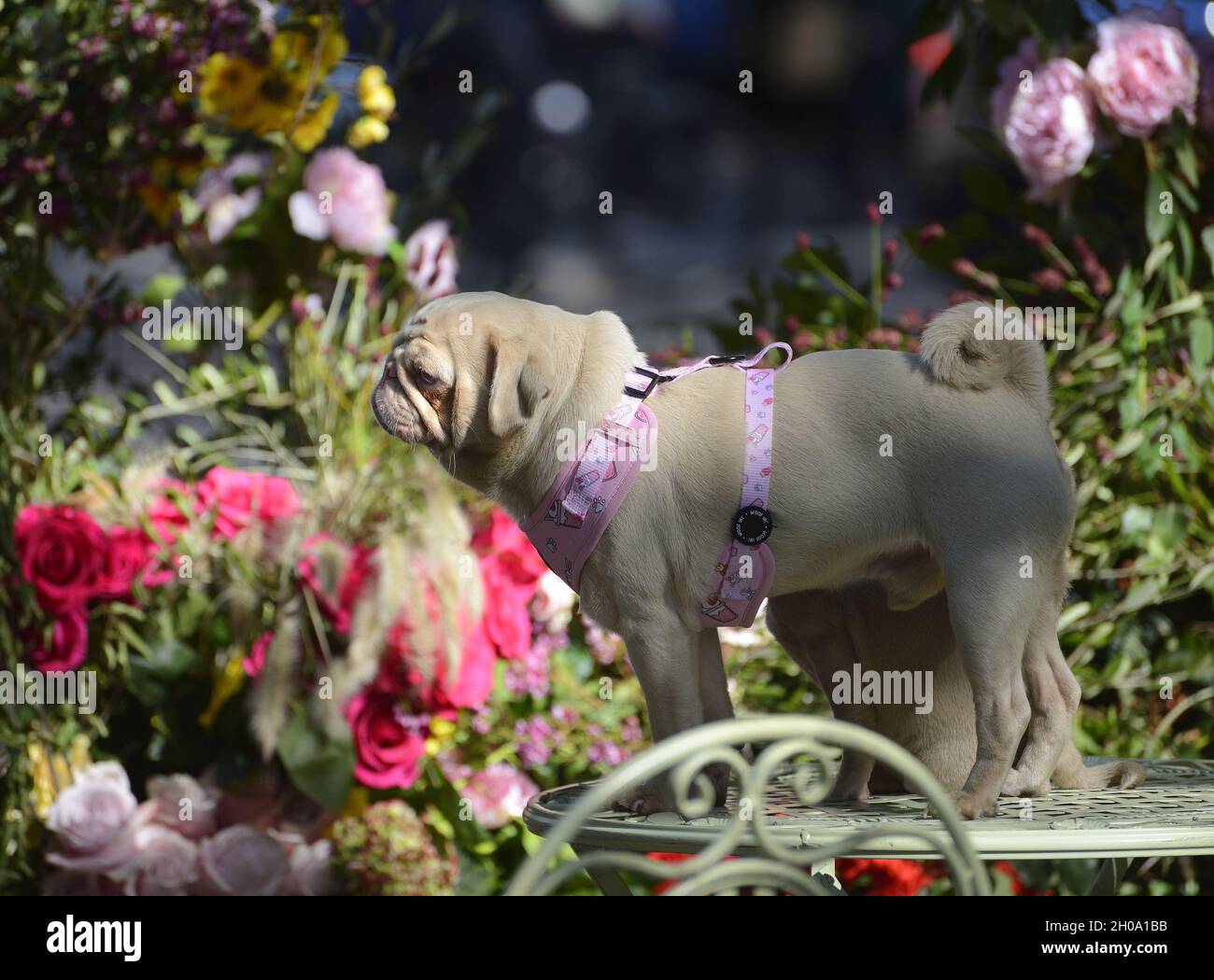 Weiße Pug-Hunde posieren für Fotos während der jährlichen Blumenkunst-Show Chelsea in Bloom und Blumendusche in den Geschäften und Straßen von Chelsea, die an CO Stockfoto