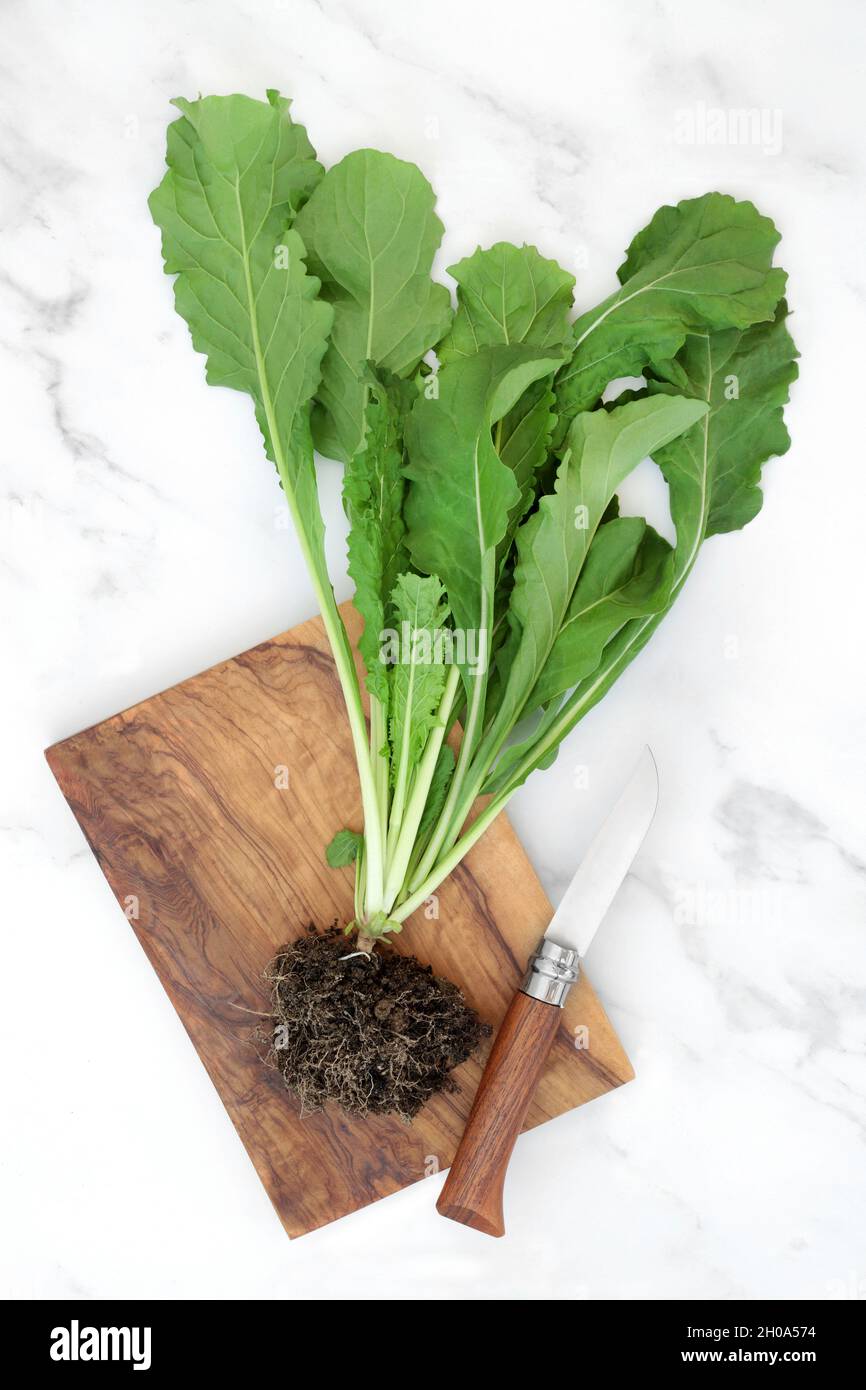 Gesunde Raketenpflanze mit Bodenwurzelkugel, grüne Blätter. Immun Steigerung der Gesundheit Lebensmittel reich an Antioxidantien, Vitaminen, Beta-Carotin, Aminosäuren. Stockfoto