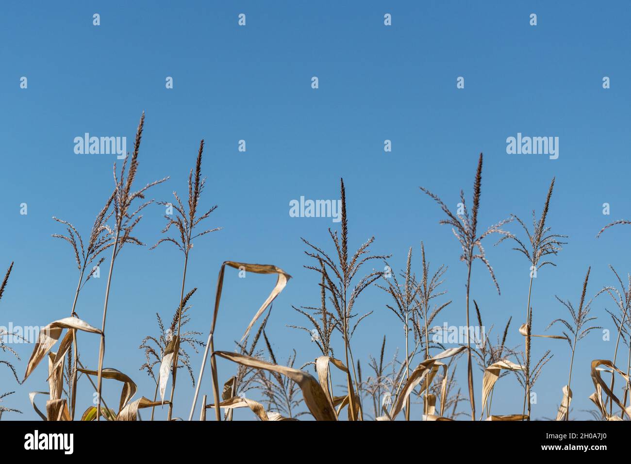 Trockener Maisstiel mit männlichem Blütenstand, genannt die Quaste gegen den blauen Himmel im Herbst Stockfoto