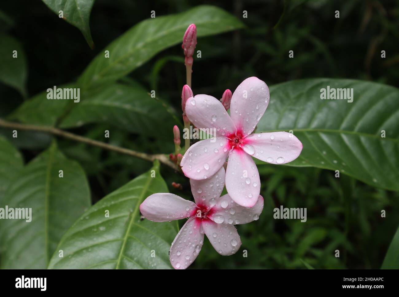 Nahaufnahme eines rosa-weißen Blütenstaufens mit Regentropfen auf der Oberfläche im Garten Stockfoto