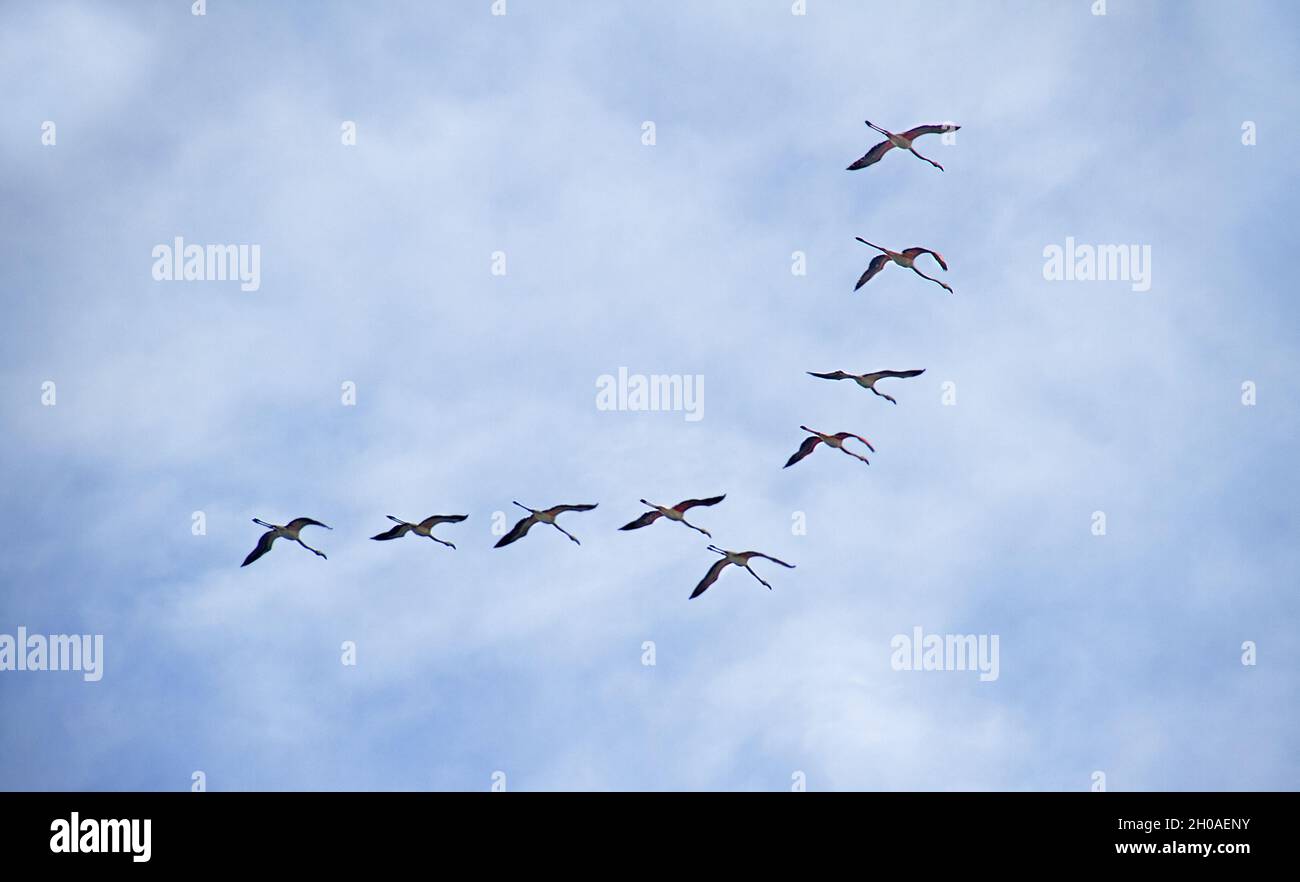 Gruppe von Großflamingos, die in Formation gegen den blauen Himmel mit Wolken fliegen Stockfoto