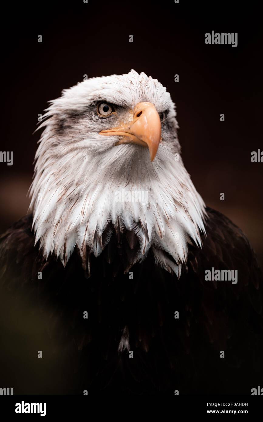M ejestisches Porträt des Weißkopfadlers (Haliaeetus leucocephalus), gelber Schnabel, usa Stockfoto