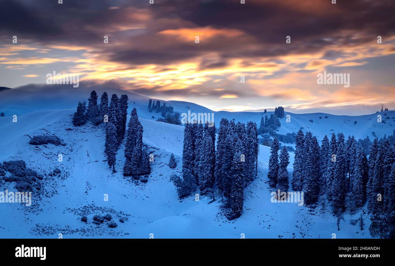 Kurdening, Kurdening, China. Oktober 2021. Ein Schneefall Anfang Oktober gab dem Kurdening einen malerischen Ort im Gongliu County, der Autonomen Präfektur Ili Kazakh, Xinjiang, die Farbe des Herbstes und die Weiße des Winters. Die goldenen und schneeweißen reflektieren sich im Dorf und geben den Menschen ein großartiges visuelles Erlebnis, vor allem die Wolken und Nebel. Auf dem Berghang schwimmend, ist die Majestät des Berges sichtbarer, und die Fichte steht ruhig am Fuße des Berges, der prachtvoller und majestätischer ist. (Bild: © SIPA Asia via ZUMA Press Wire) Stockfoto