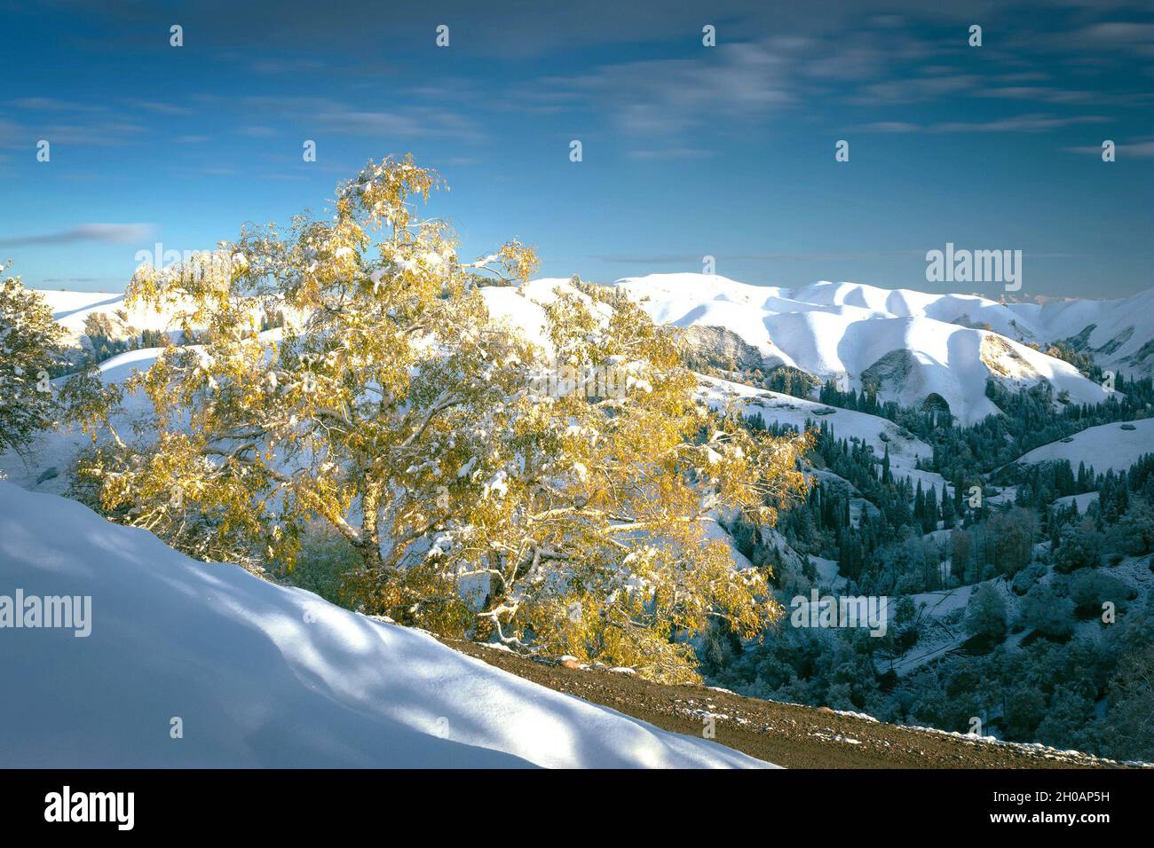 Kurdening, Kurdening, China. Oktober 2021. Ein Schneefall Anfang Oktober gab dem Kurdening einen malerischen Ort im Gongliu County, der Autonomen Präfektur Ili Kazakh, Xinjiang, die Farbe des Herbstes und die Weiße des Winters. Die goldenen und schneeweißen reflektieren sich im Dorf und geben den Menschen ein großartiges visuelles Erlebnis, vor allem die Wolken und Nebel. Auf dem Berghang schwimmend, ist die Majestät des Berges sichtbarer, und die Fichte steht ruhig am Fuße des Berges, der prachtvoller und majestätischer ist. (Bild: © SIPA Asia via ZUMA Press Wire) Stockfoto