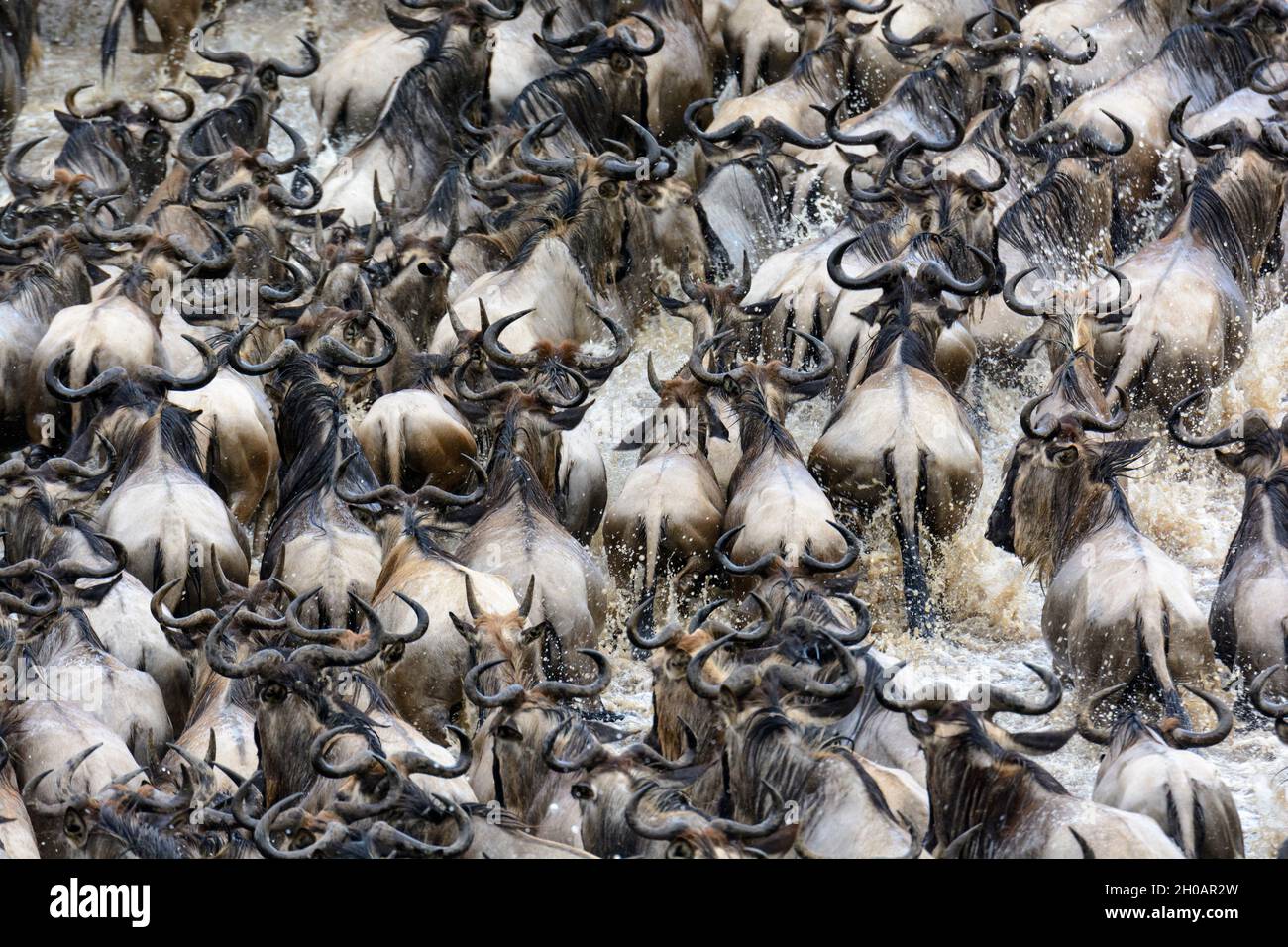 Blauer Gnus oder gewöhnlicher Gnus, weißbärtiger gnus oder eingeketteter gnu (Connochaetes taurinus), der den Mara River überquert. Serengeti National Par Stockfoto