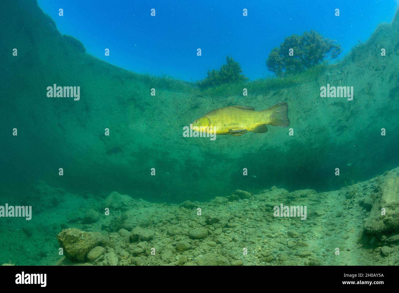 Fisch Unter Wasser Switzerland Stockfotos und -bilder Kaufen - Alamy