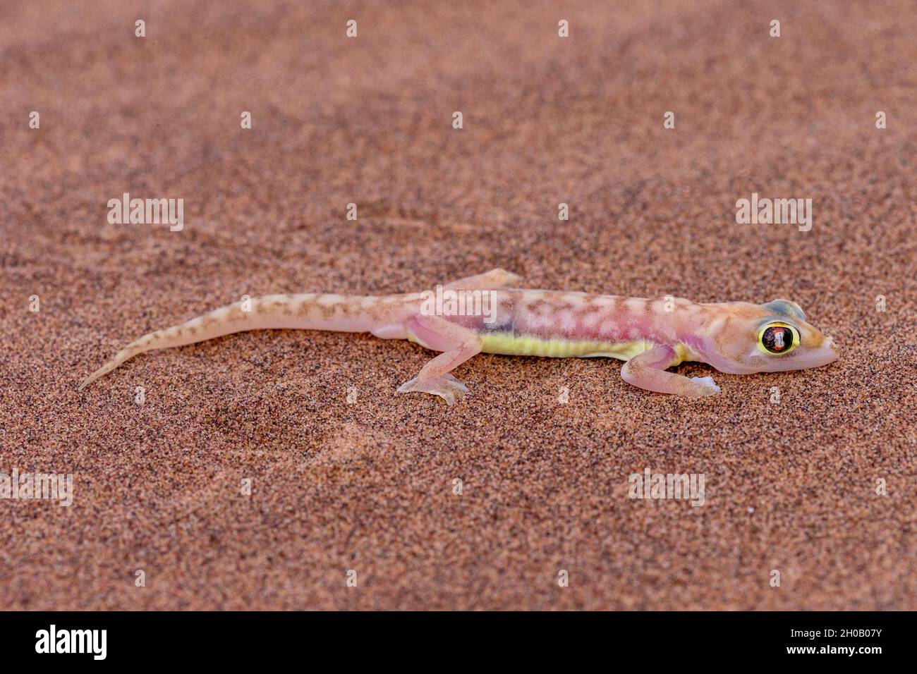Web-footed Gecko oder Namib Web-footed Gecko (Palmatogecko rangei), Dorob National Park, Swakopmund, Namibia, Afrika Stockfoto