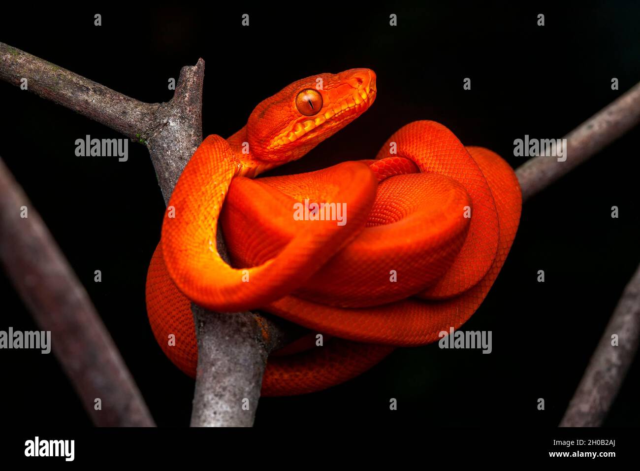 Amazonas baum boa corallus enydris Fotos und Bildmaterial in hoher