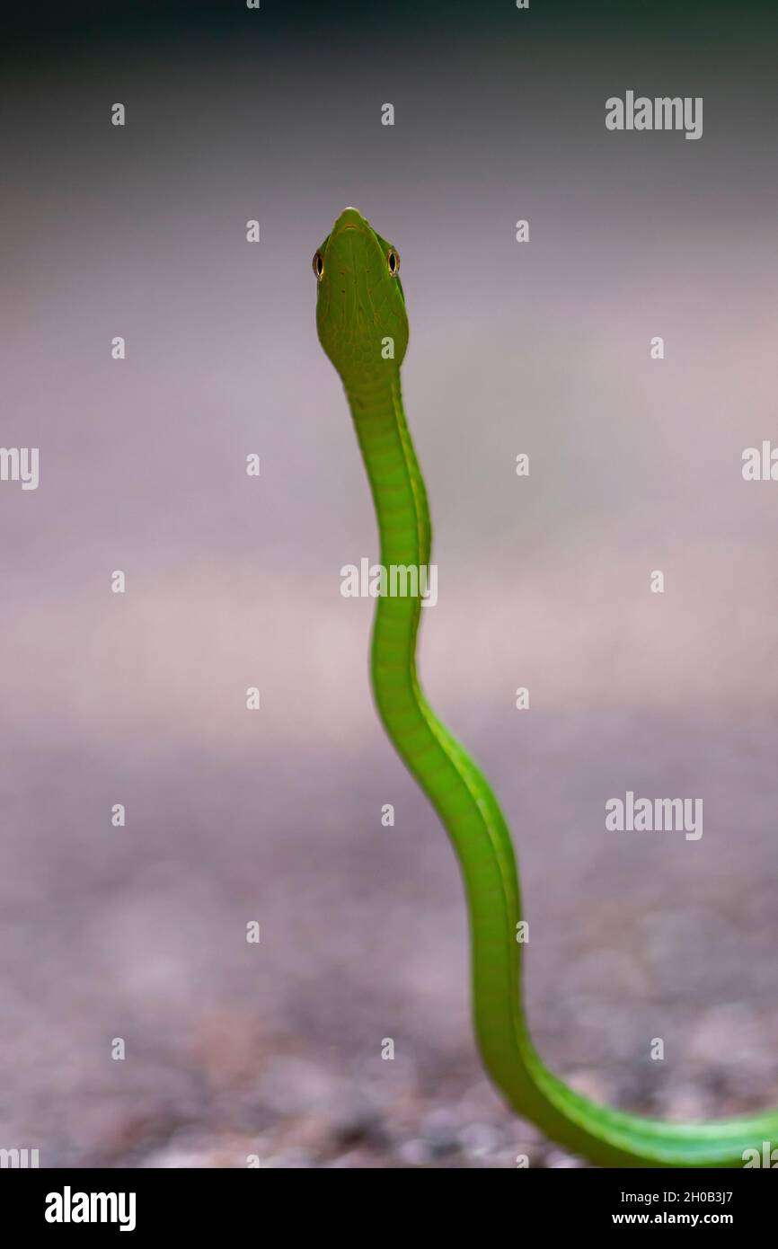 Grüne Weinschlange (Oxybelis fulgidus) stehend, Montagne de Fer, Französisch-Guayana Stockfoto