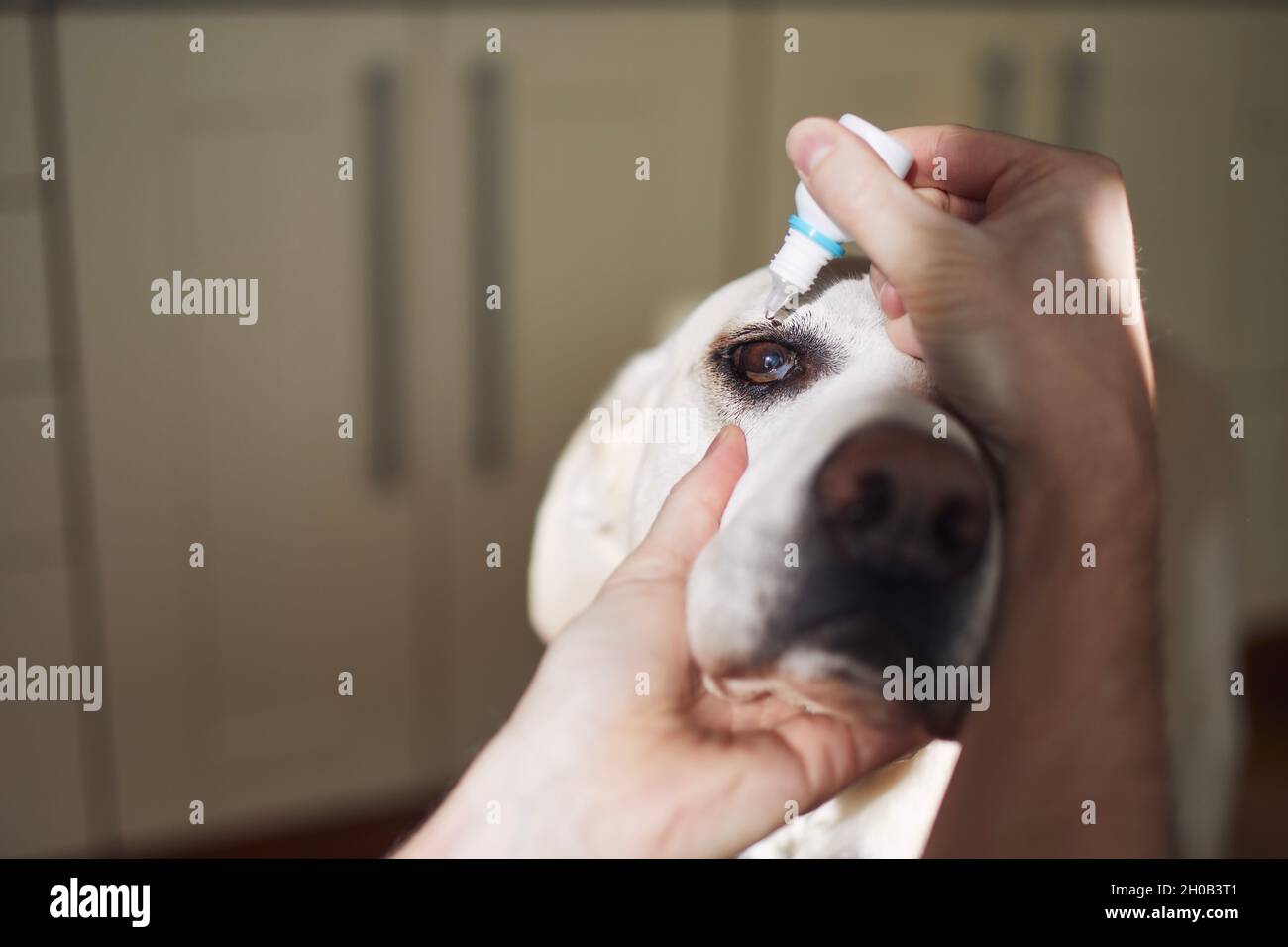 Älterer Hund mit krankem Auge. Nahaufnahme der Person beim Auftragen von Augentropfen für labrador Retriever. Stockfoto