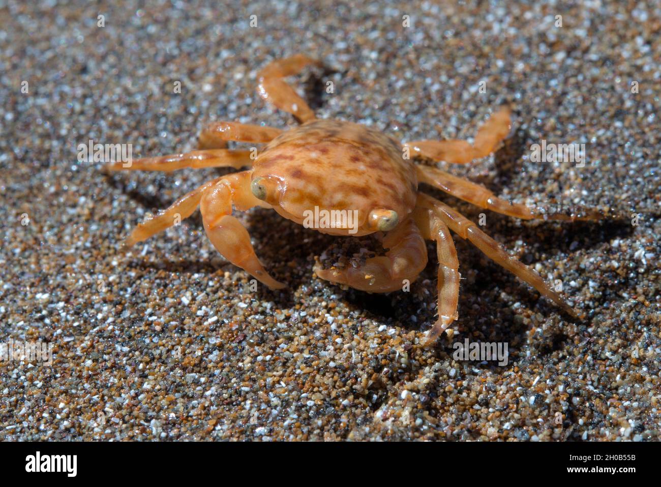 Crab (Planes minutus). Es handelt sich um eine pelagische Art, die im offenen Meer gefunden wird, obwohl sie manchmal, je nach Gezeiten, am Küstenbeac gestrandet erscheinen kann Stockfoto