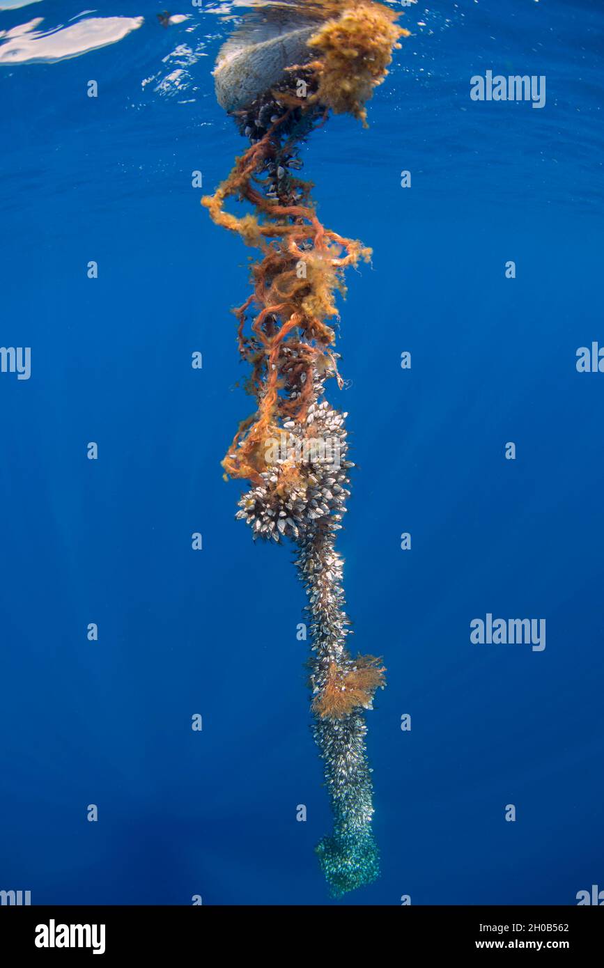 Pelagische Schwanenhalsbarnacle (Lepas anatifera). Es ist üblich, dass sie an schwebenden Objekten befestigt sind, in diesem Fall an einem Seil. Wirbellose Meerestiere Stockfoto