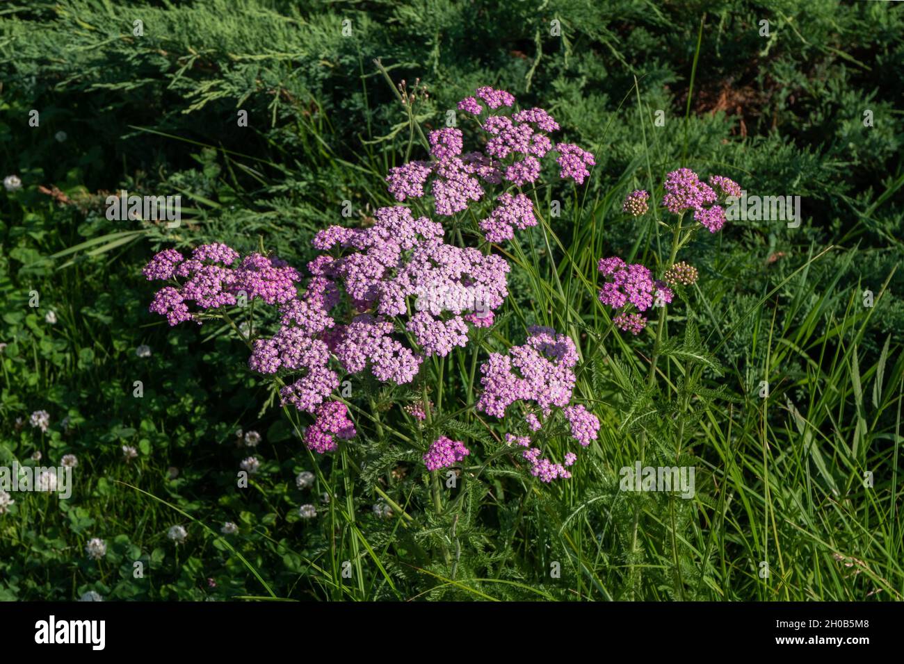 Schafgarbe (Achillea millefolium) Cerise Queen wächst an einem Sommertag auf dem Rasen zwischen dem Gras. Stockfoto