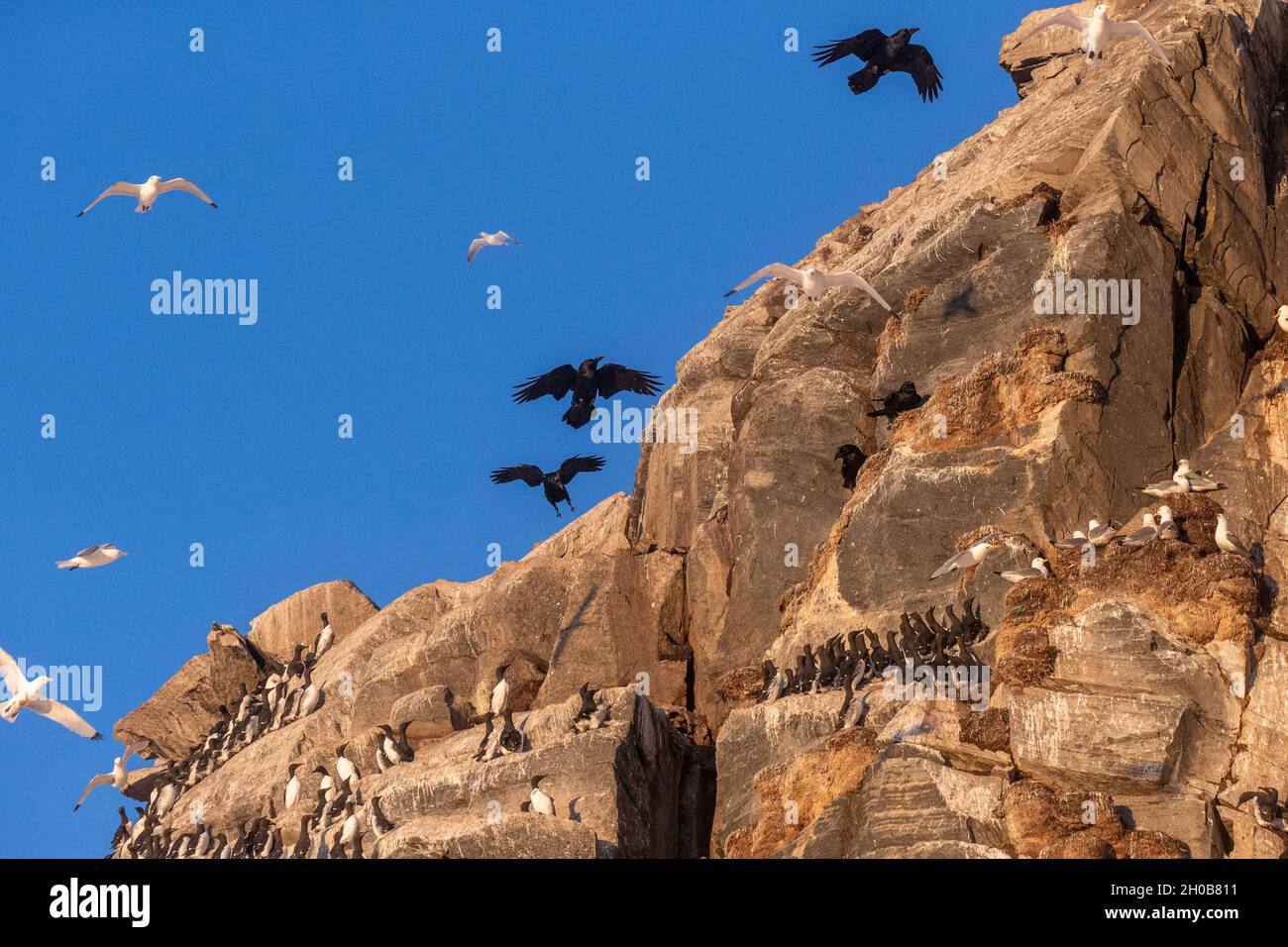 Gemeiner Rabe (Corvus corax), im Flug, Räuber von Seevögeln in den Klippen, Insel Horn oya, geschützte Insel mit großen Seevögeln Stockfoto