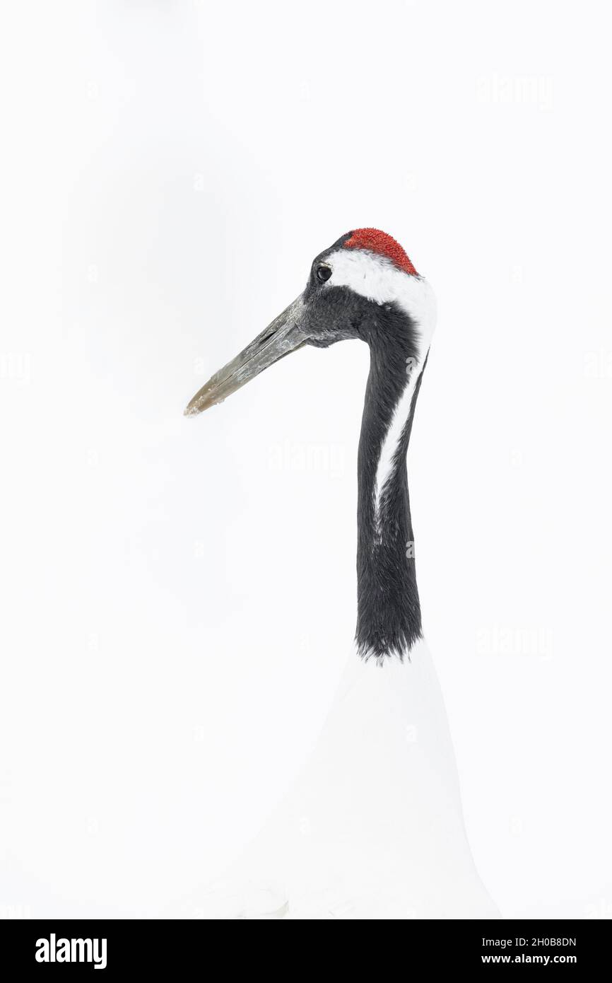 Rotkronenkrane (Grus japonensis), Portrait, Hokkaido, Japan Stockfoto