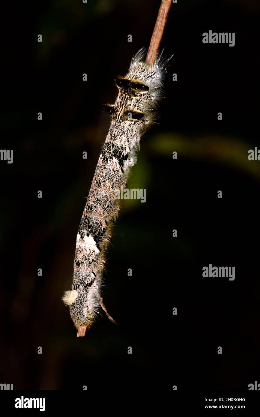 Madagaskar Wildseidenarten (Borocera cajani), nachtaktiver Imago