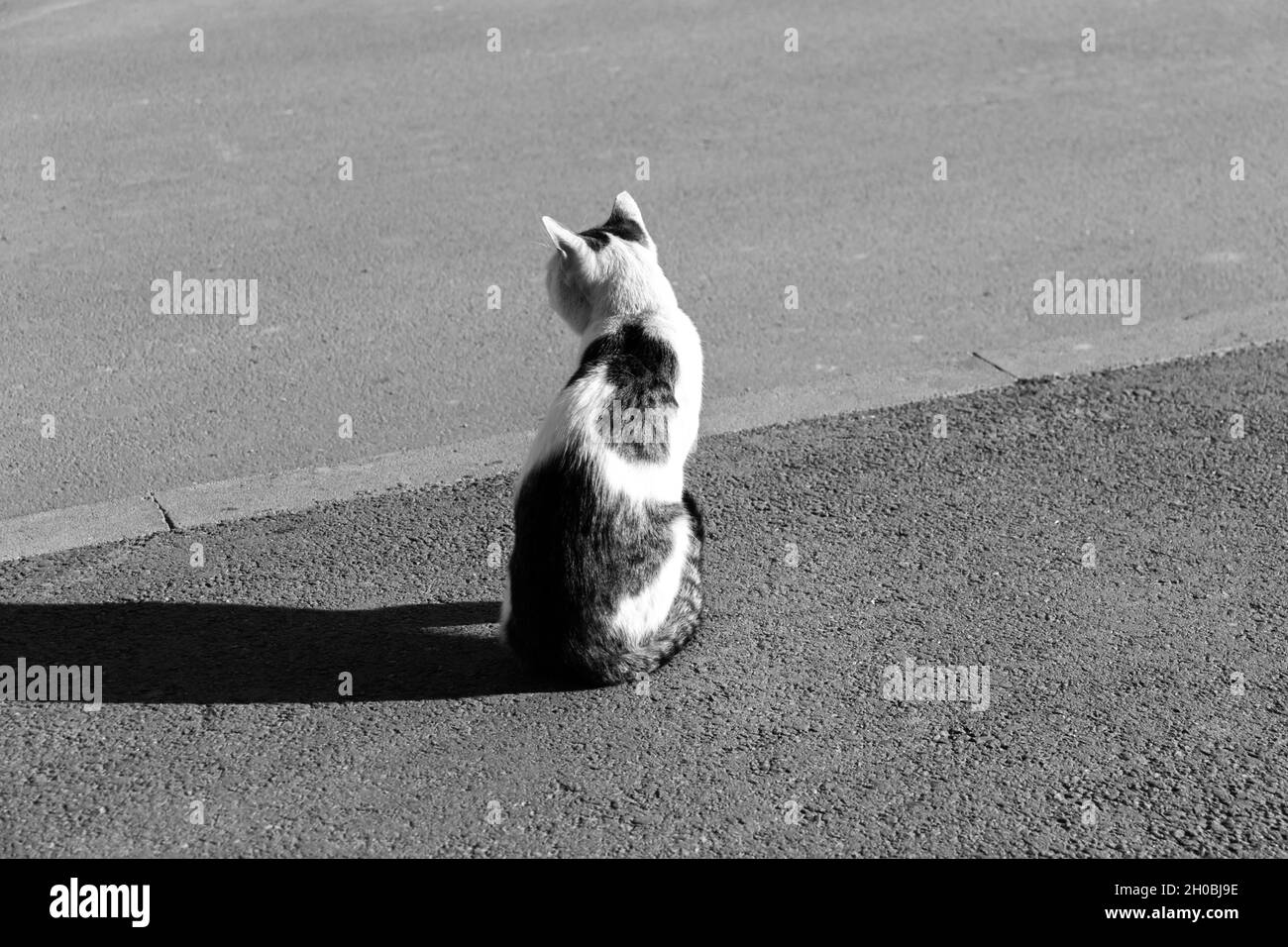 BW-Foto einer einsamen Katze auf Asphaltstraße. Großer Schatten eines flauschigen Tieres, das das Straßenbild überquert Stockfoto