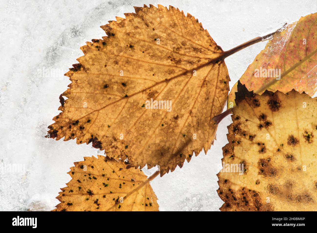 Silberne Birkenblätter und ihre Herbstfarben.....Blätter in Eis gesetzt Stockfoto