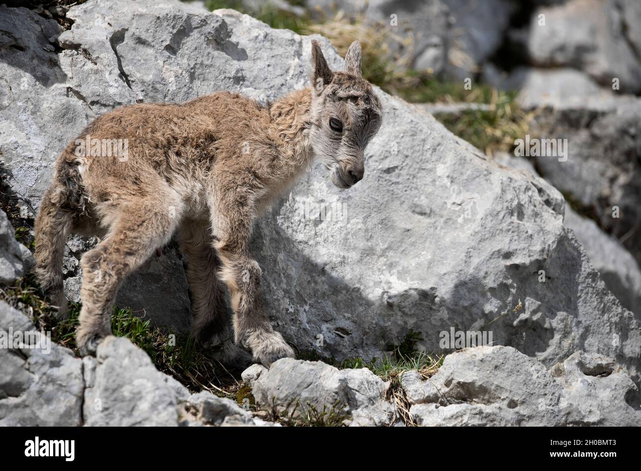 Nabelstein Fotos und Bildmaterial in hoher Auflösung Alamy