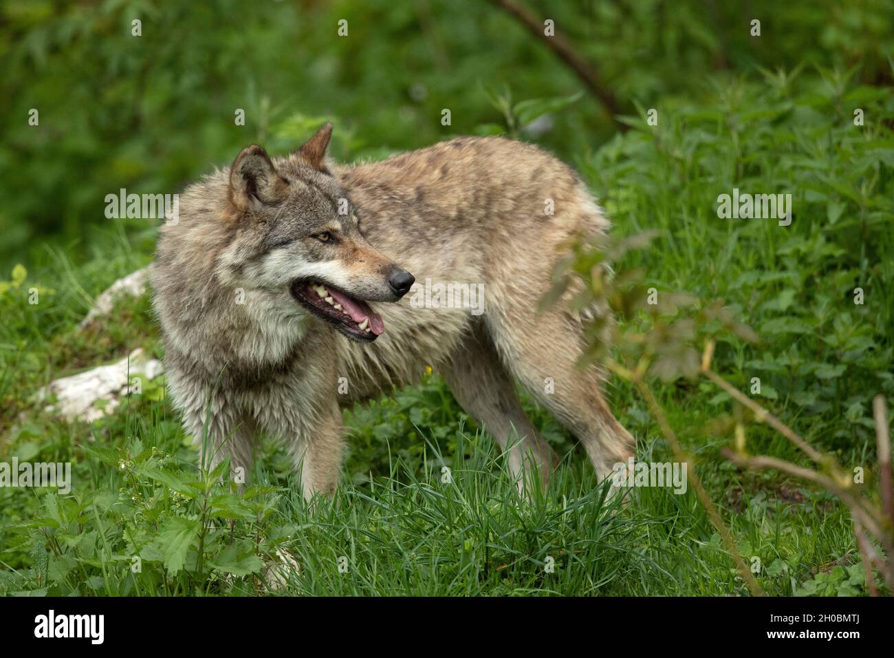 European Wolf Switzerland Stockfotos und -bilder Kaufen - Alamy