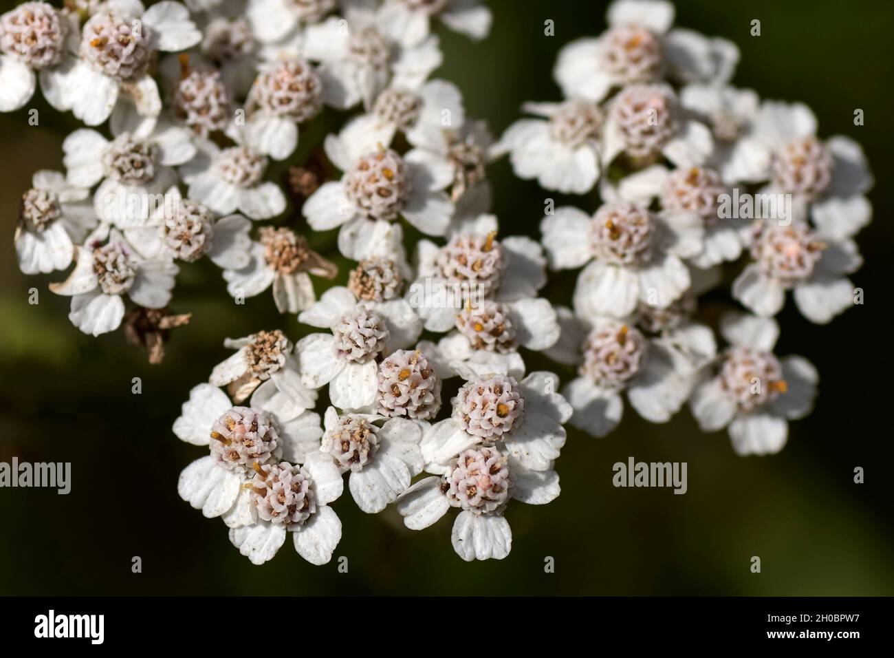 Blüten von Achillea millefolium. Stockfoto