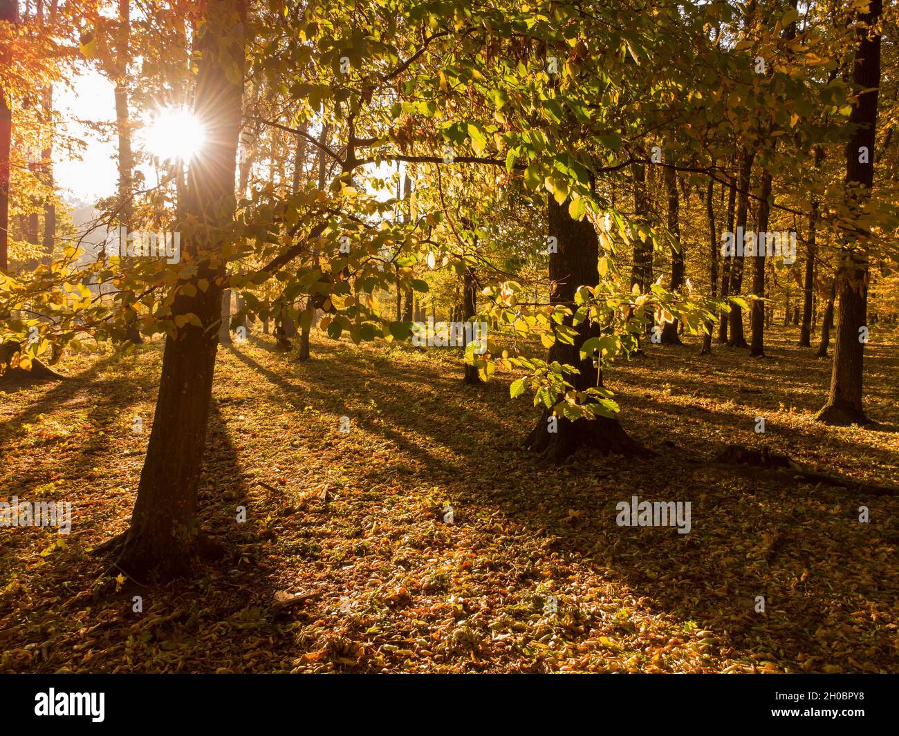 Zweig mit bunten gelben Blättern. Herbstwald mit heller Morgensonne, die durch die Bäume scheint. Stockfoto