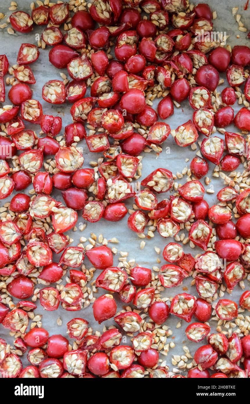 Getrocknete Hagebutten oder Hagebutten (auch Rose Haw und Rose Hep genannt) Früchte und Beeren auf einem Tablett für Tee oder Gelee, flache Sicht von oben Stockfoto