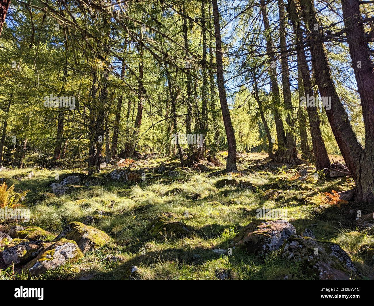 Lärchenwald bei Davos, Sertig. Schöne, bunte Herbststimmung im Kanton graubünden, schweiz. Berge Stockfoto