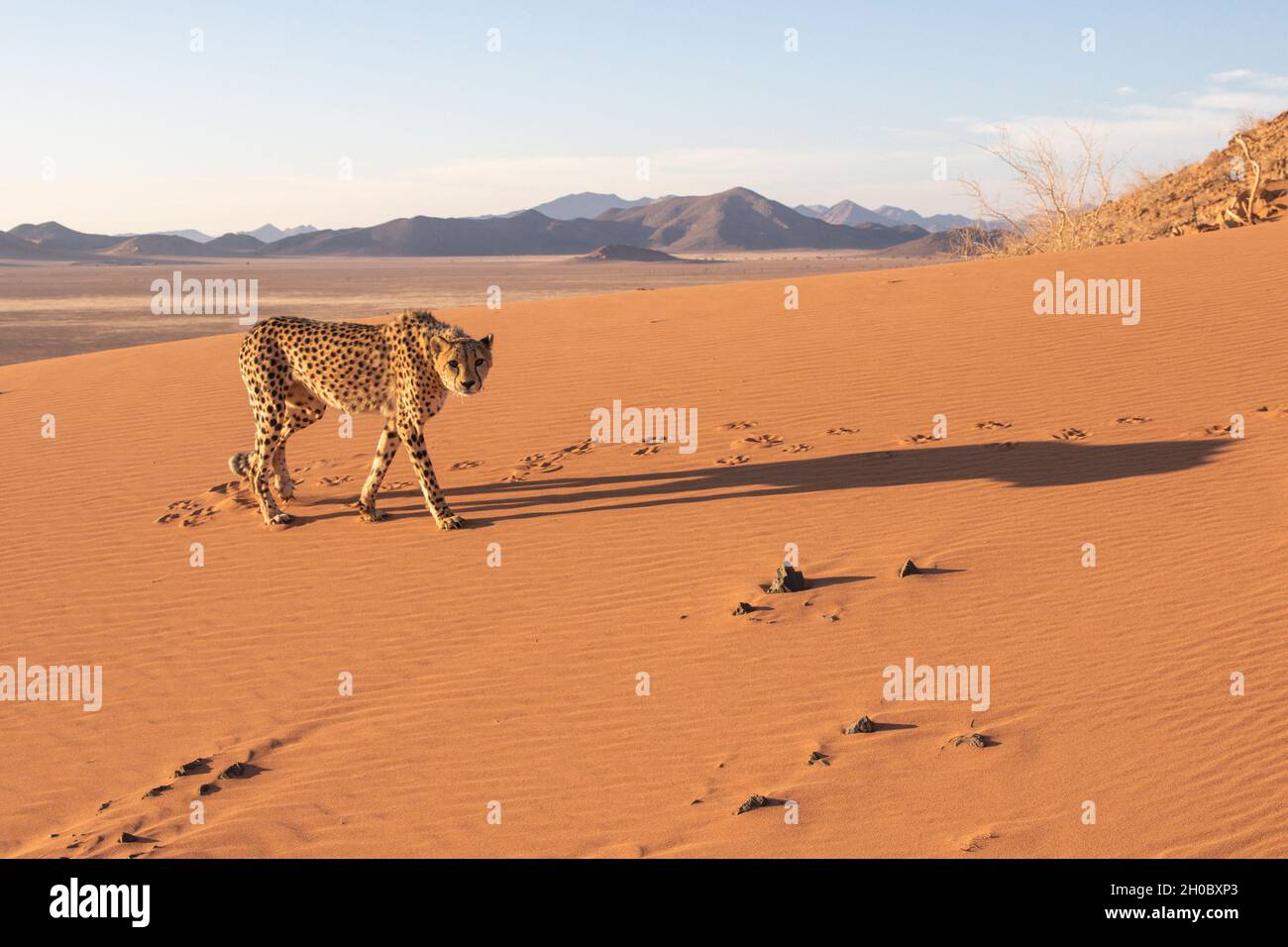 Gepard (Acinonyx jubatus), Gefangener, Privatreservat, Namibia, Afrika Stockfoto