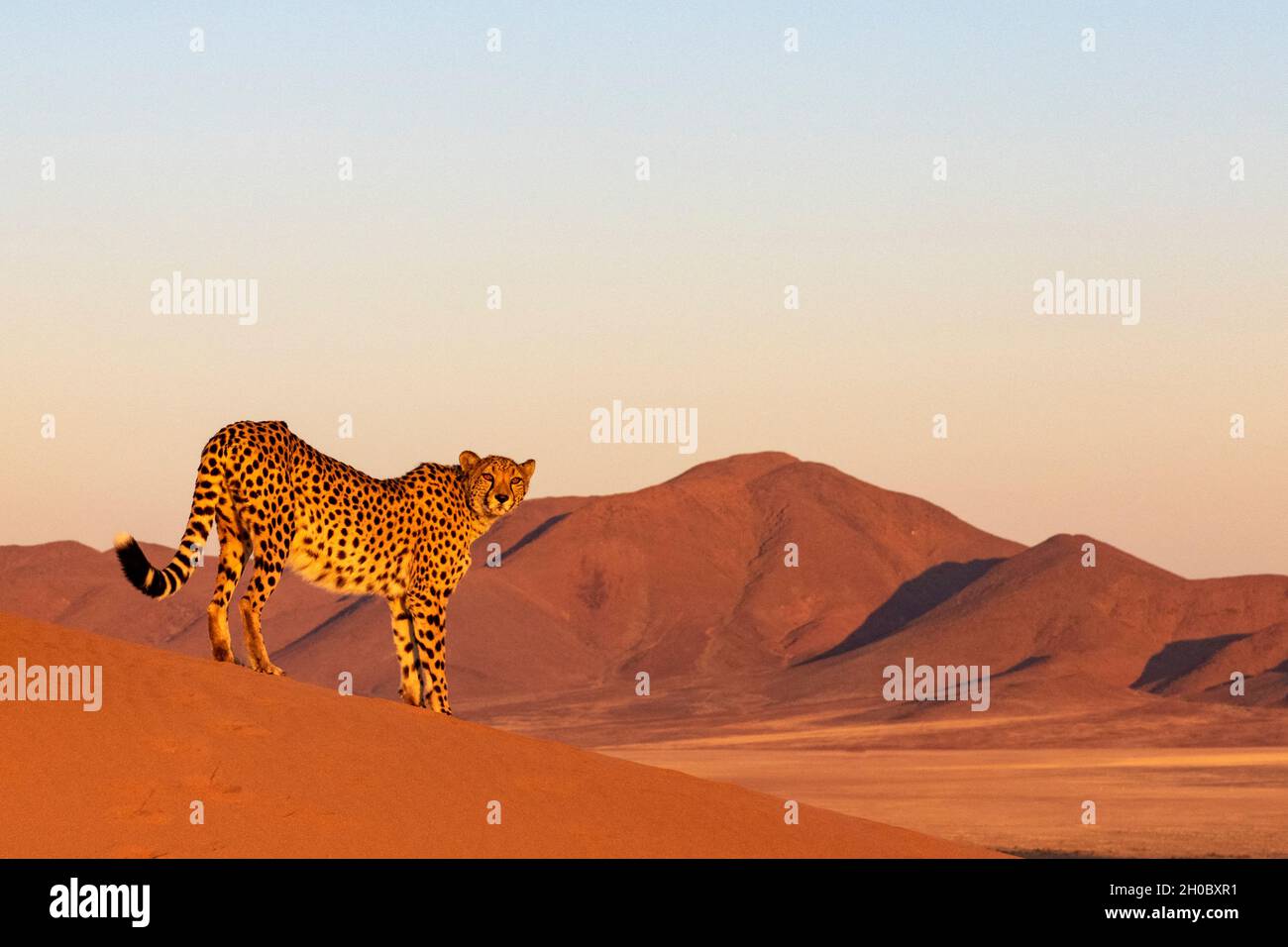 Gepard (Acinonyx jubatus), Gefangener, Privatreservat, Namibia, Afrika Stockfoto