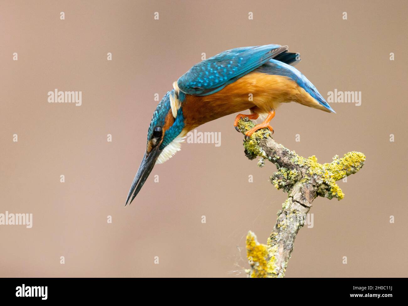 Kingfisher (Alcedo atthis) thront auf einem Zweig, England Stockfoto