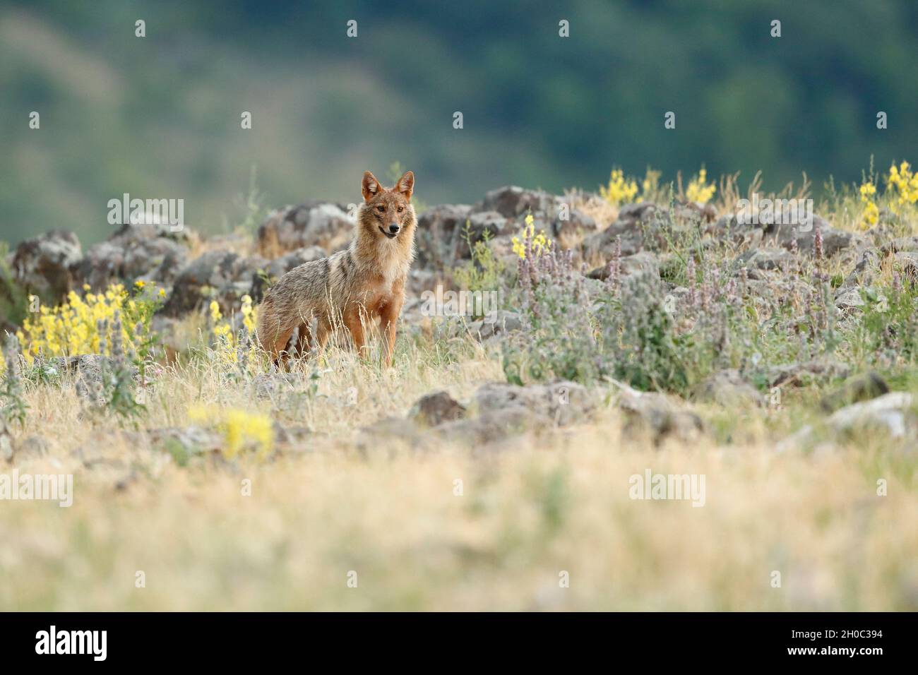 Goldener Schakal (Canis aureus), Madzharovo, Bulgarien Stockfoto