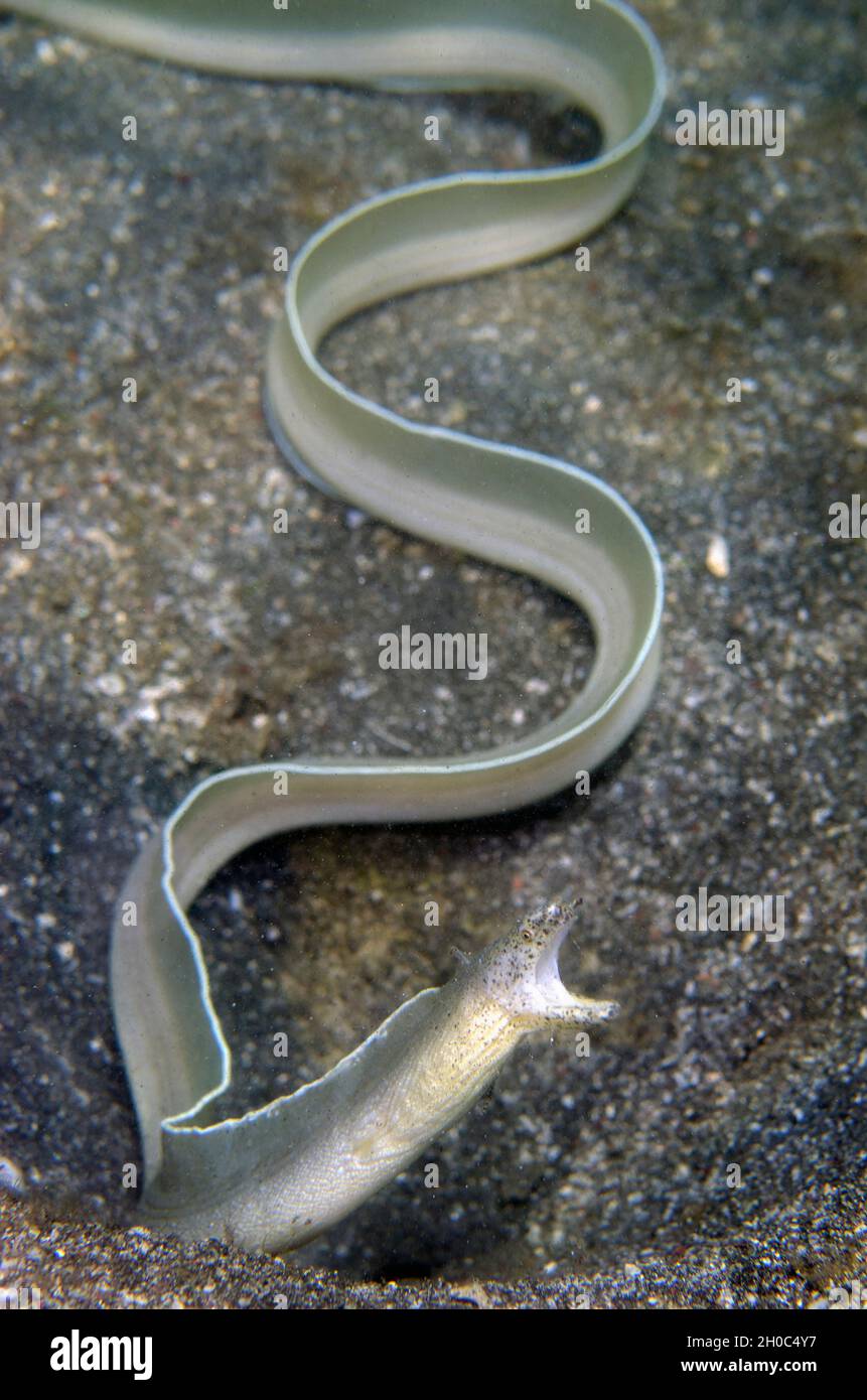 Gymnothorax Albimarginatus Stockfotos und bilder Kaufen Alamy