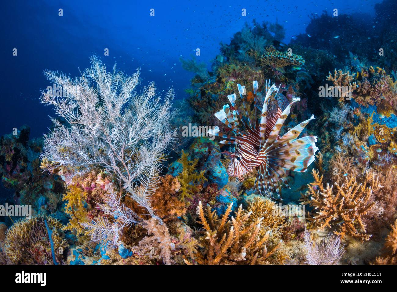 skorpionfisch bei Patate a Bolbo, fliegender Skorpionfisch (Pterois volitans) in seinem Element: Das gesunde und lebendige Korallenriff des S-Passes. Mayotte Stockfoto
